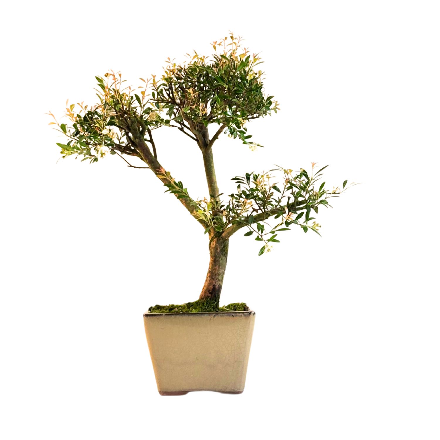 Syzygium bonsai P14 ZG01
