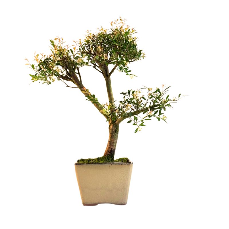 Syzygium bonsai P14 ZG01