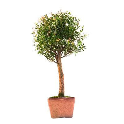 Syzygium bonsai P14 ZG03
