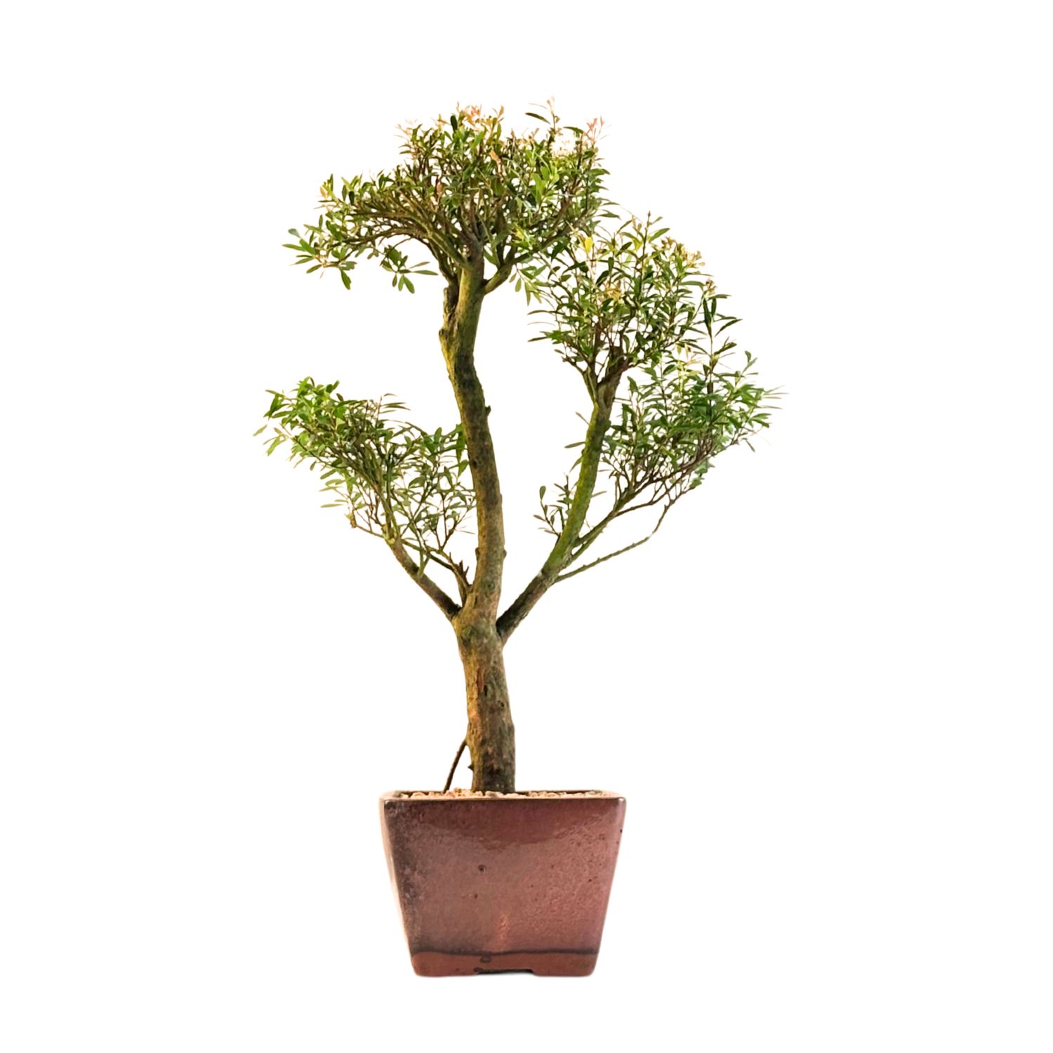 Syzygium bonsai P14 ZG04