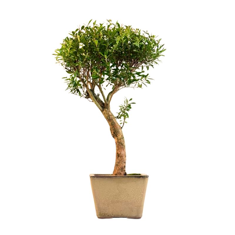 Syzygium bonsai P14