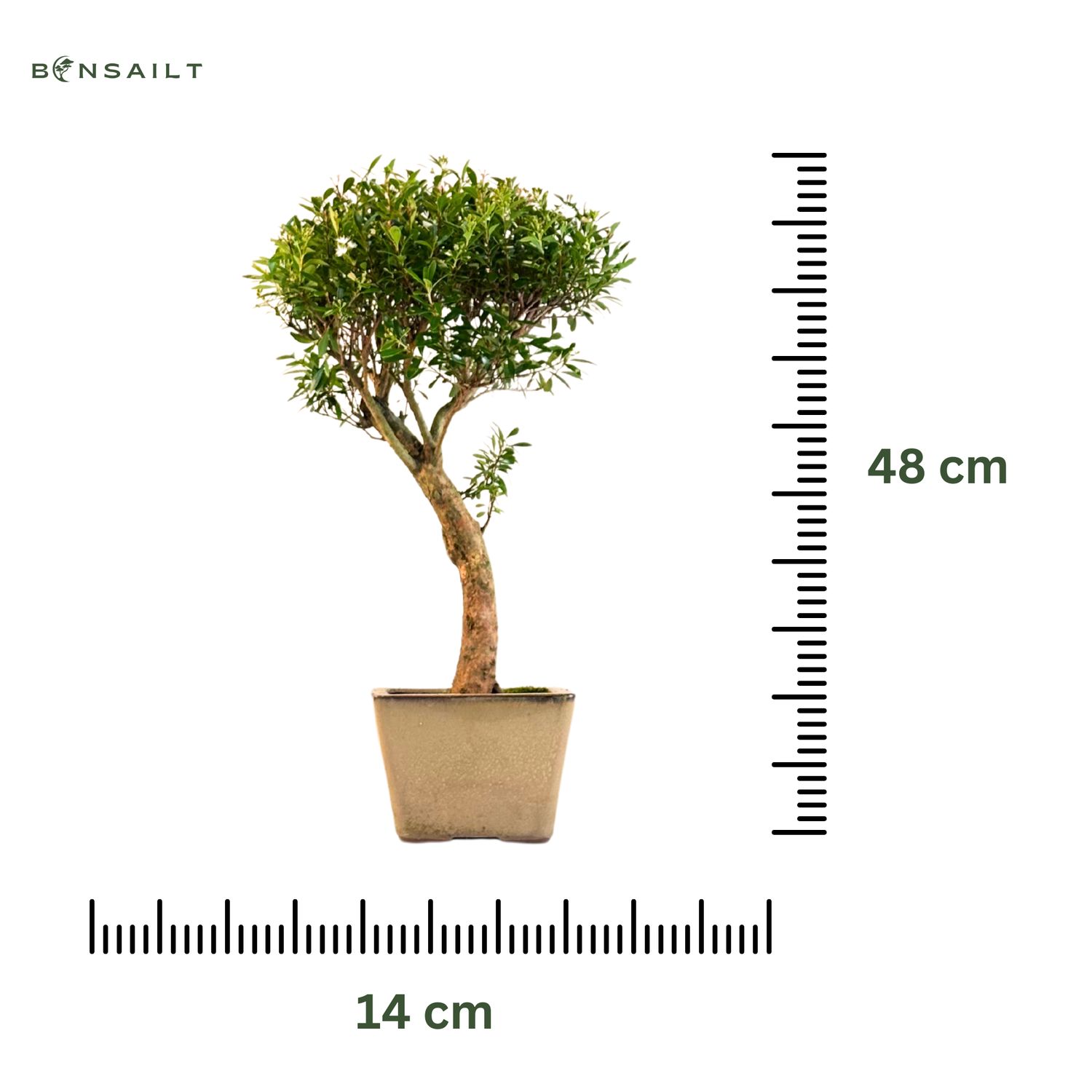 holm oak bonsai Bonsai Special