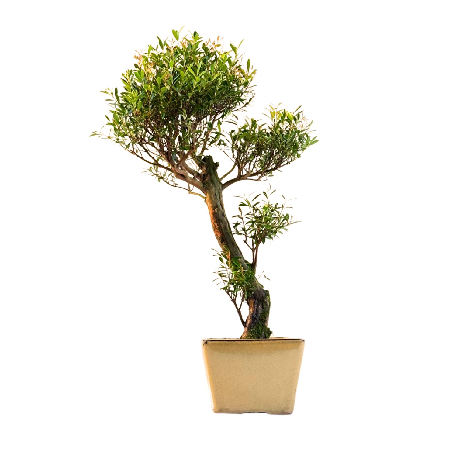 Syzygium bonsai P14 ZG06