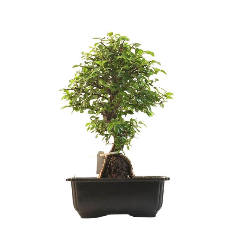 Ulmus parvifolia (Wiąz chiński) bonsai na skale – odmiana z korą korkową P18 GO8