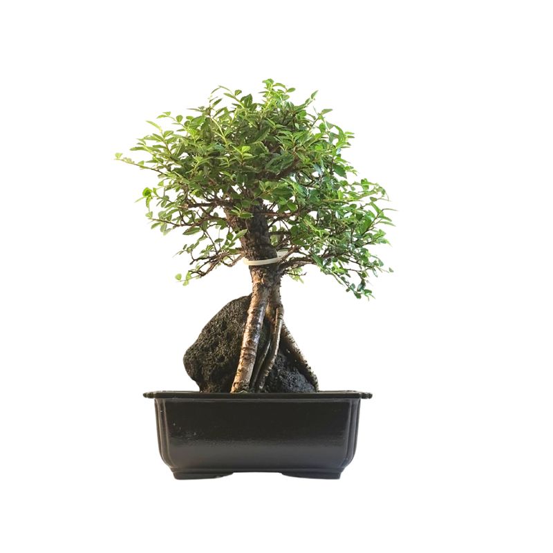 Ulmus parvifolia (Wiąz chiński) bonsai na skale – odmiana z korą korkową P18 GO7