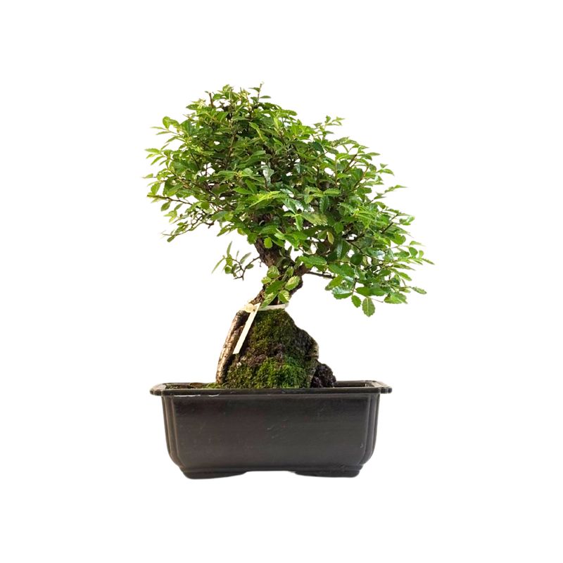 Ulmus parvifolia (Wiąz chiński) bonsai na skale – odmiana z korą korkową P18 GO12