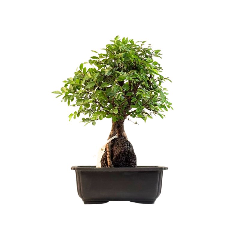 Ulmus parvifolia (Wiąz chiński) bonsai na skale – odmiana z korą korkową P18