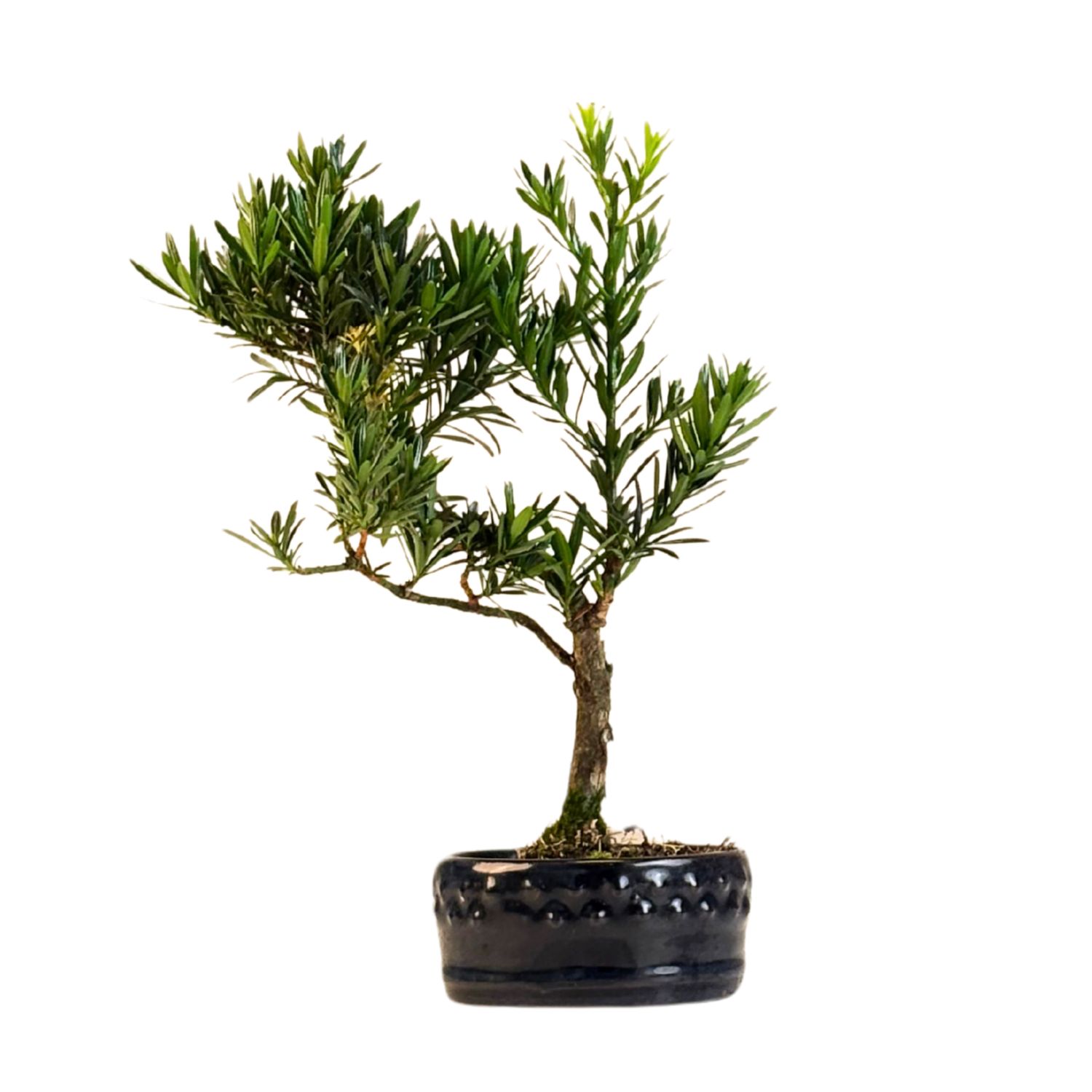 Podocarpus bonsai P12 S