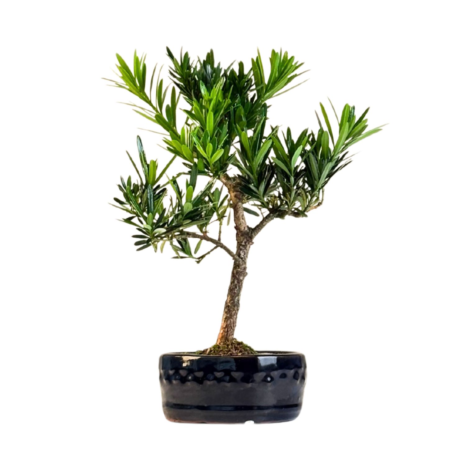 Podocarpus bonsai P12 S