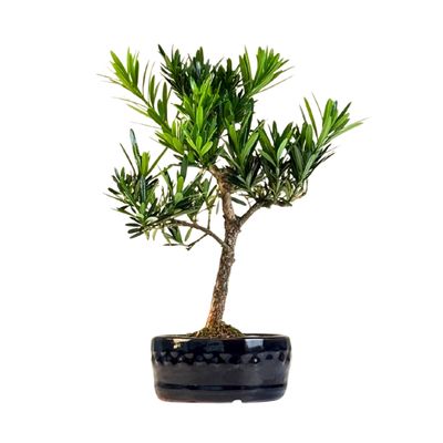 Podocarpus bonsai P12 S