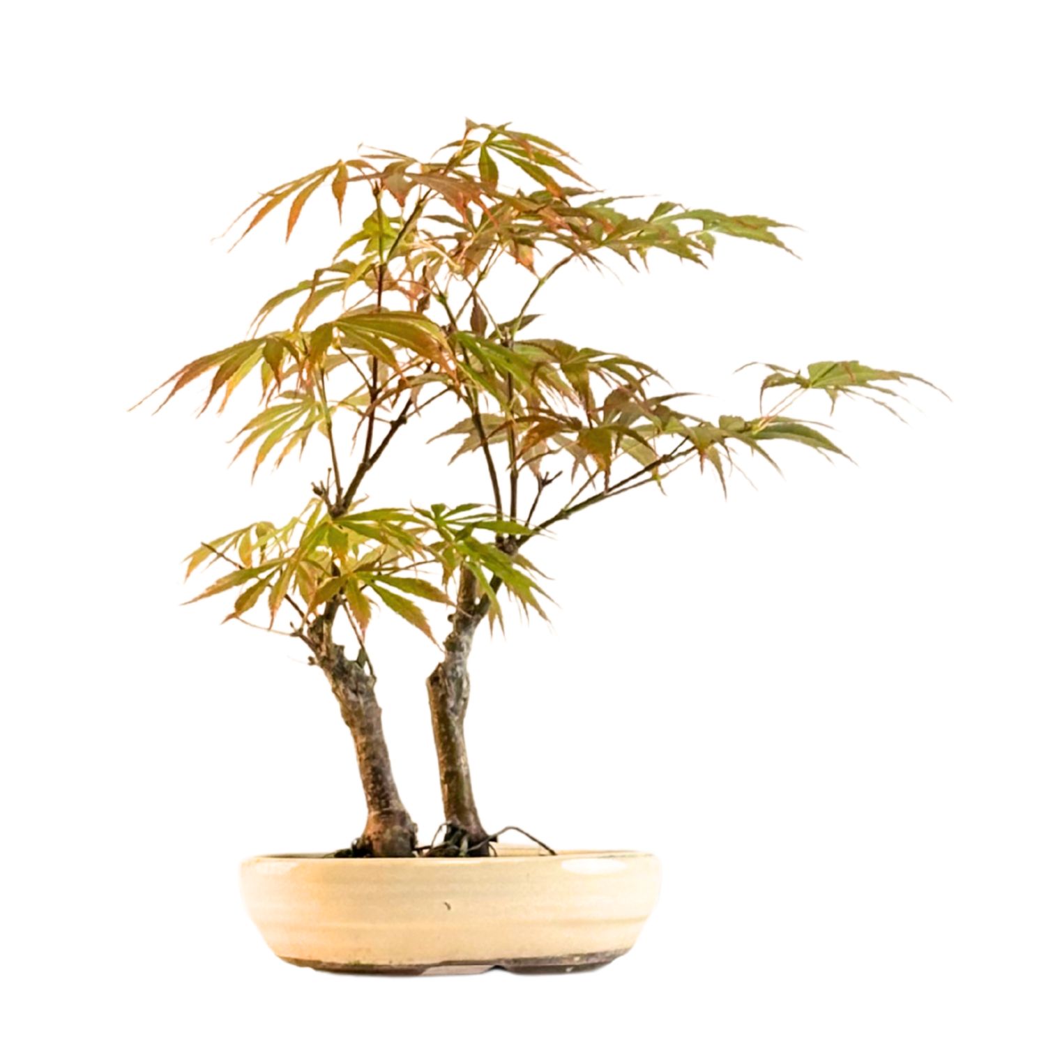 Klon palmowy (Acer palmatum) P16