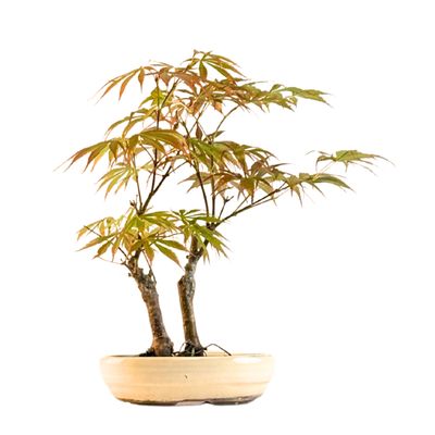 Klon palmowy (Acer palmatum) P16