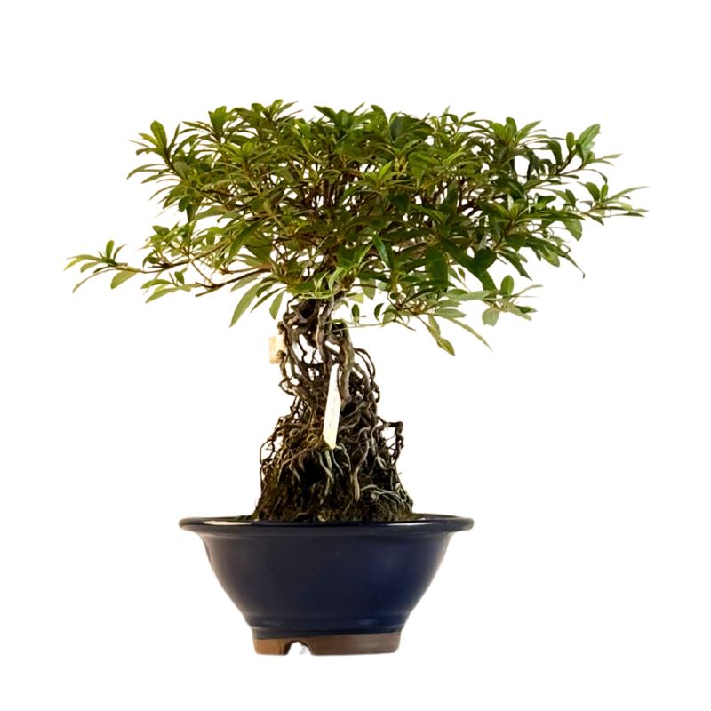 Japońska Satsuki Azalia ,,Umihotaru&quot; P18 AZ05