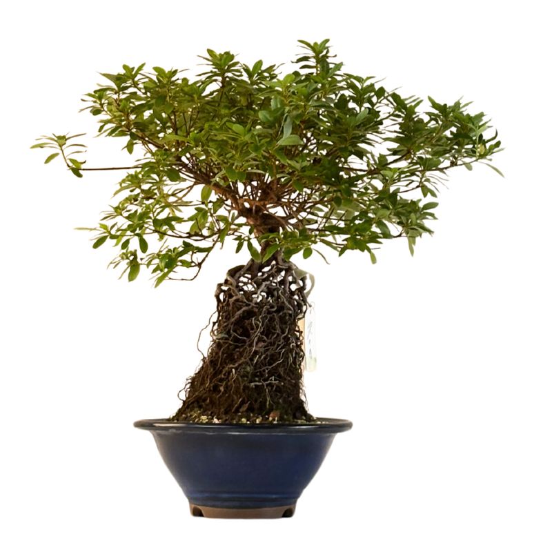 Japońska Satsuki Azalia ,,Ai-no-Tsuki&quot; P18 AZ06