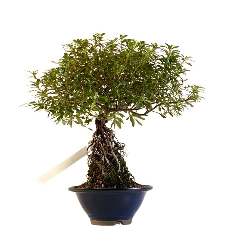 Japońska Satsuki Azalia ,,Umihotaru&quot; P18 AZ08