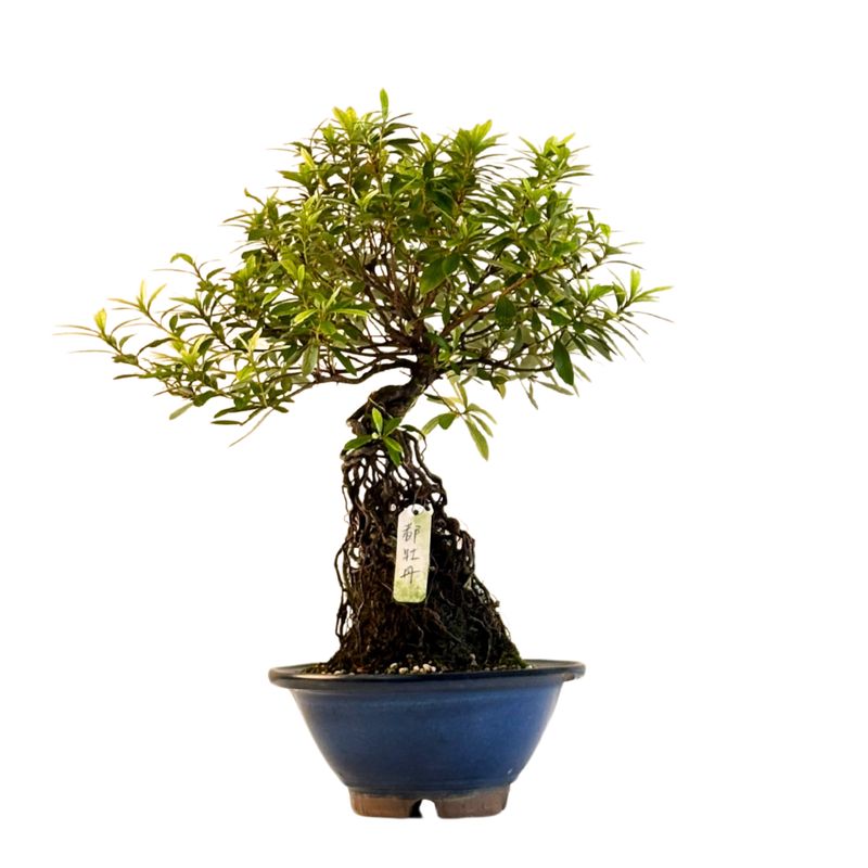 Japońska Satsuki Azalia P18 AZ03