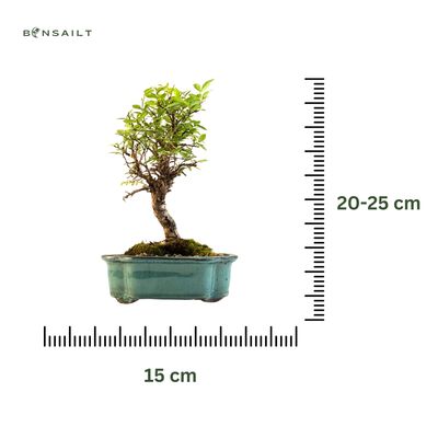 Ulmus parvifolia (Wiąz chiński) bonsai na skale – odmiana z korą korkową P15 GO4