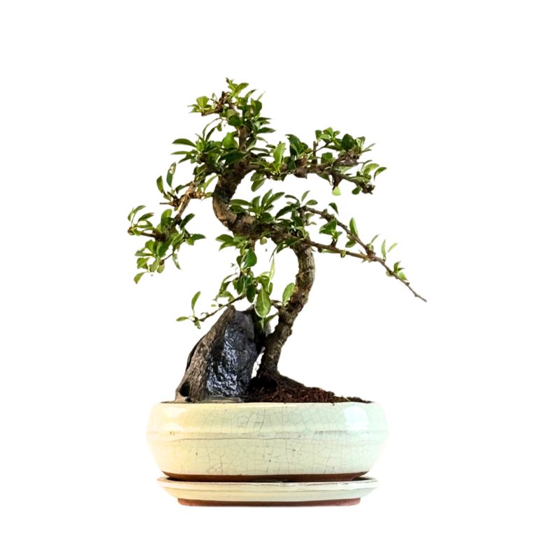 Carmona Bonsai Drzewo herbaciane w kształcie litery S P20 z kamieniem