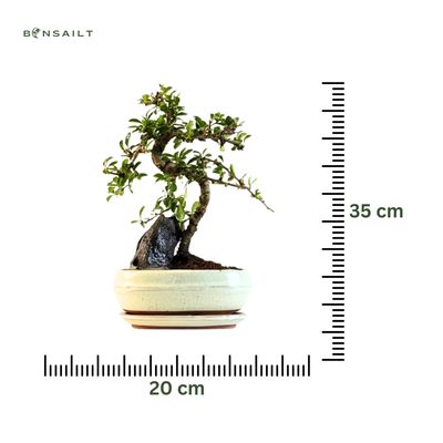 Carmona Bonsai Drzewo herbaciane w kształcie litery S P20 z kamieniem