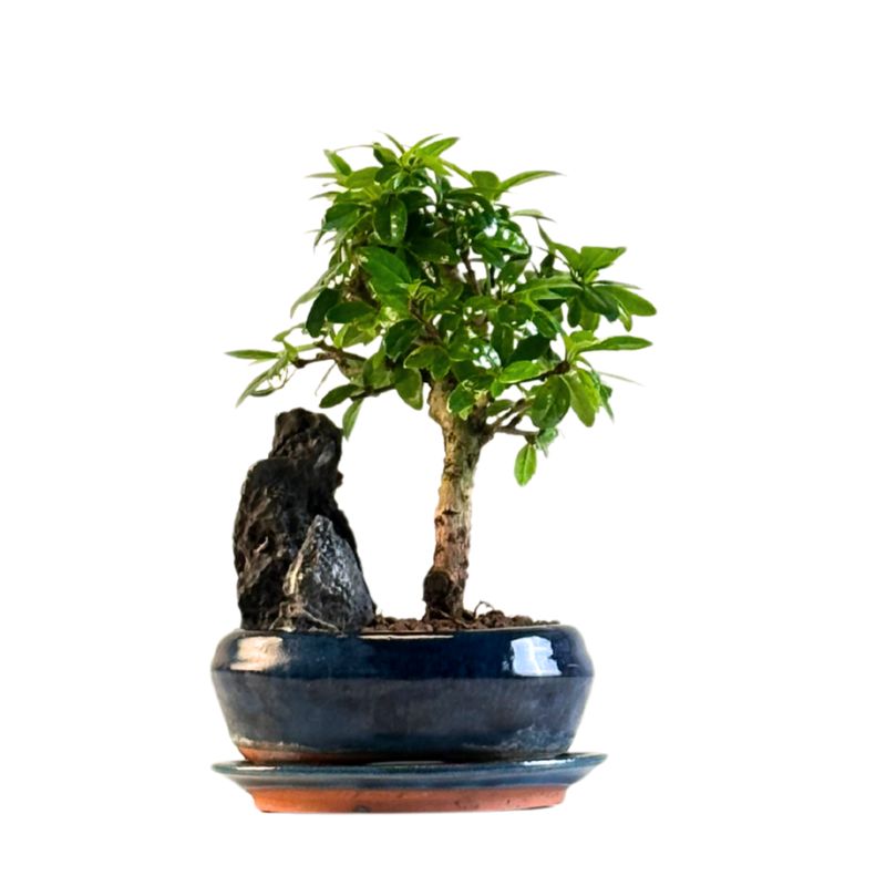 Carmona Bonsai Drzewo herbaciane w kształcie litery P15 z kamieniem