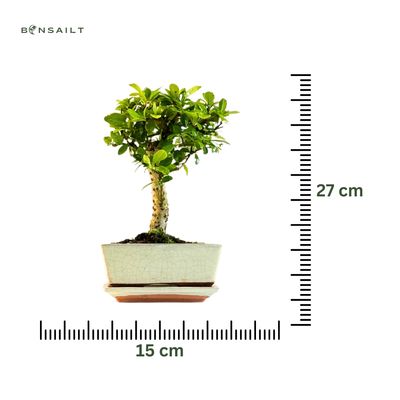 Carmona Bonsai Drzewo herbaciane w kształcie litery P15