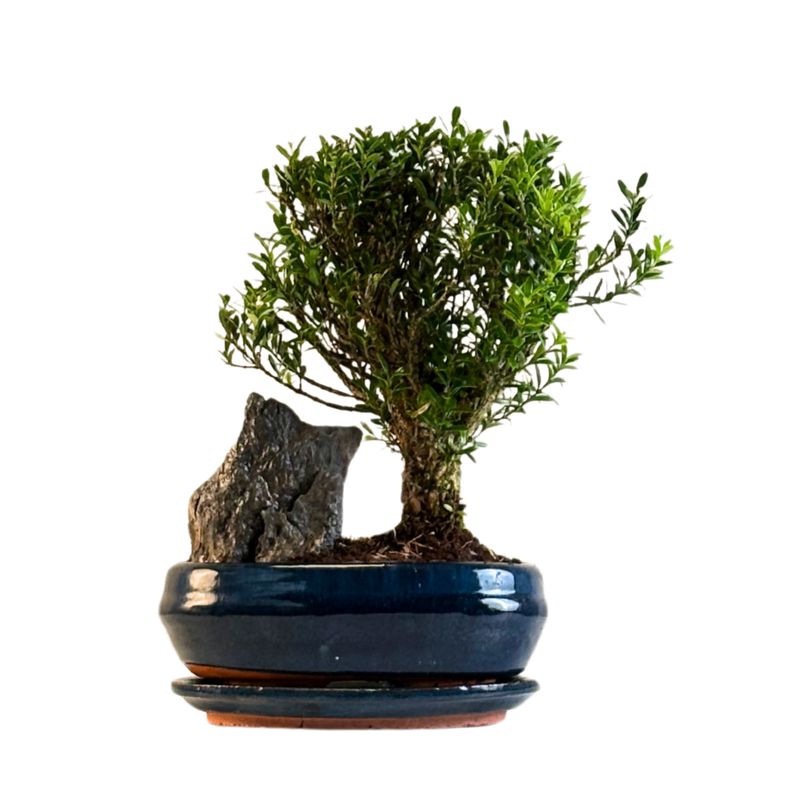 Bonsai bukszpan Harlandii z kamieniem P20 Bonsai bukszpan Harlandii z kamieniem P20
