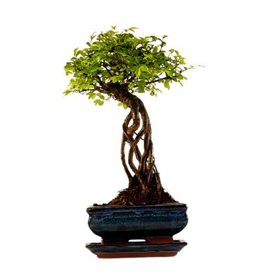 Ulmus Parvifolia bonsai (Chinese elm)  P15 ZL02