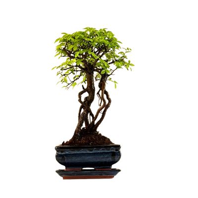Ulmus Parvifolia bonsai (Chinese elm)  P15 ZL10