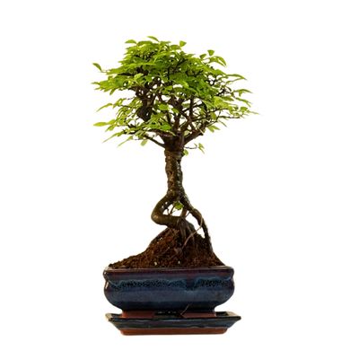 Ulmus Parvifolia bonsai (Chinese elm)  P15 ZL03