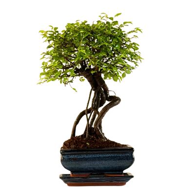 Ulmus Parvifolia bonsai (Chinese elm)  P15 ZL12