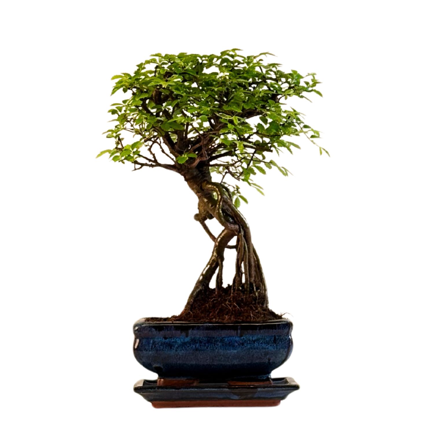 Ulmus Parvifolia bonsai (Chinese elm)  P15 ZL04