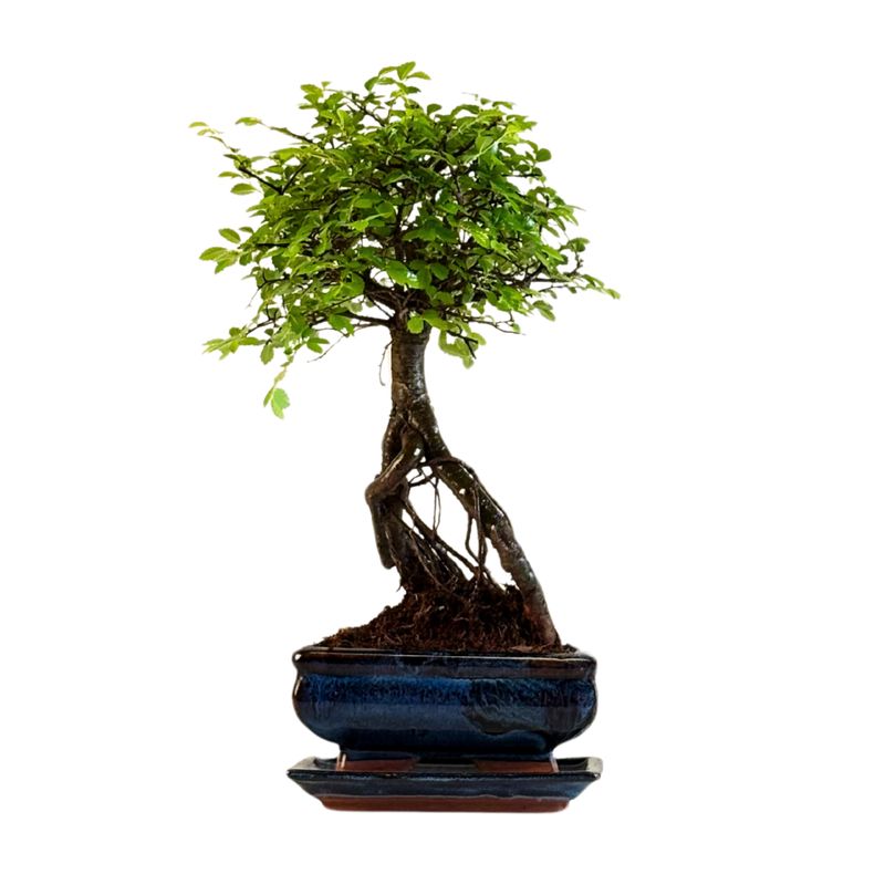 Ulmus Parvifolia bonsai (Chinese elm)  P15 ZL06