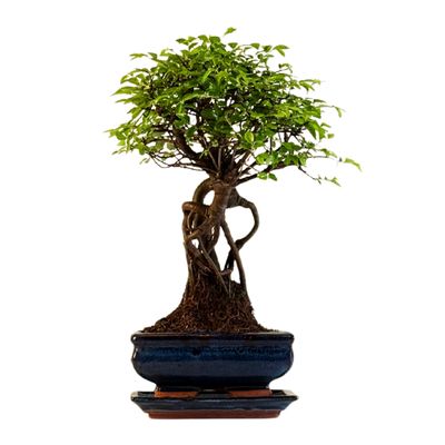Ulmus Parvifolia bonsai (Chinese elm)  P15 ZL07