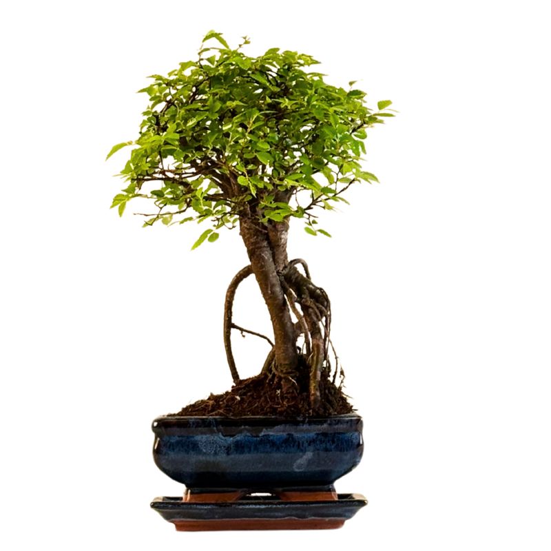 Ulmus Parvifolia bonsai (Chinese elm)  P15 ZL09