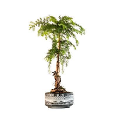 Araucaria bonsai P17 w ciemnej doniczce