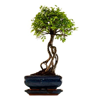 Ulmus Parvifolia bonsai (Chinese elm)  P15 ZL02