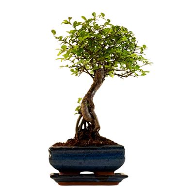 Ulmus Parvifolia bonsai (Chinese elm)  P15 ZL03