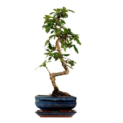 Carmona Bonsai Drzewo herbaciane w kształcie litery S P15