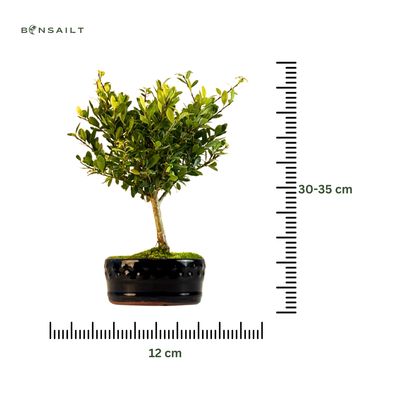 Ostrokrzew karbowany - ilex P12