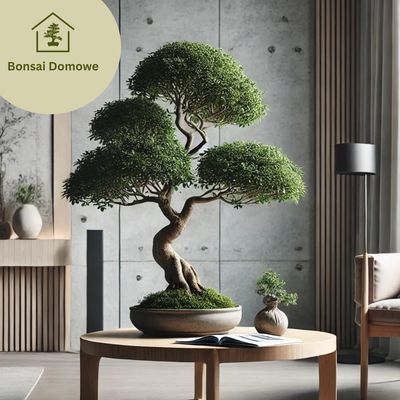 Drzewka bonsai do wnętrz