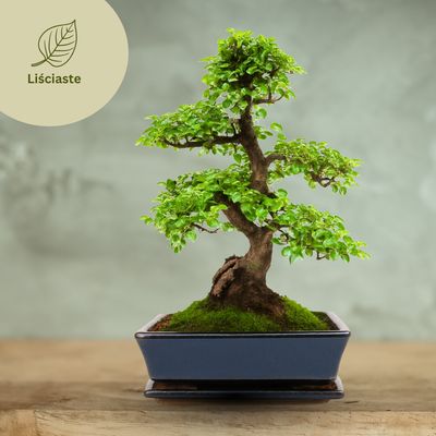 Bonsai Liściaste