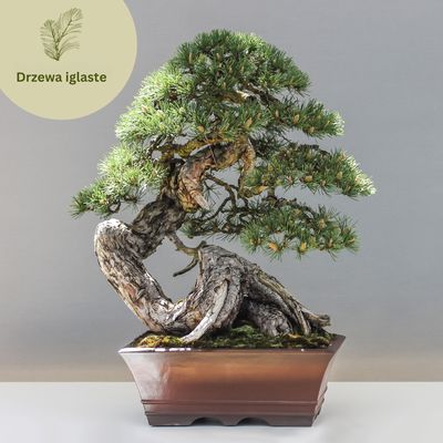 Bonsai Iglaste