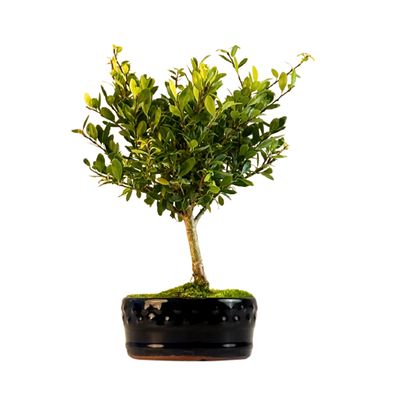 Ostrokrzew karbowany - ilex P12