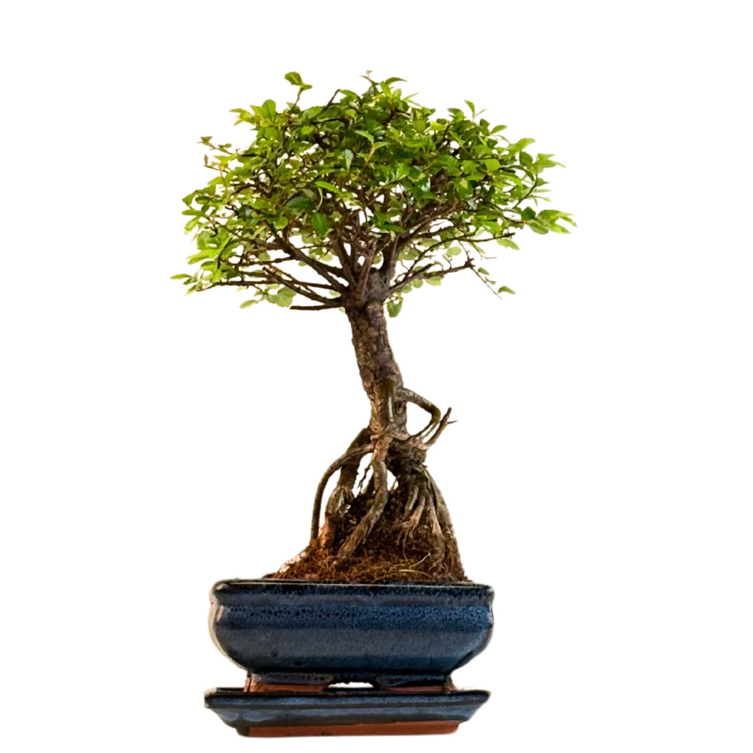 Ulmus Parvifolia bonsai (Chinese elm)  P15