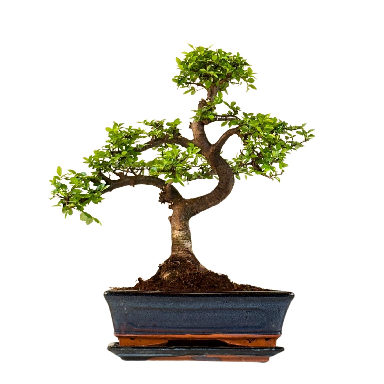 Ulmus Parvifolia bonsai (Chinese elm) P25 S