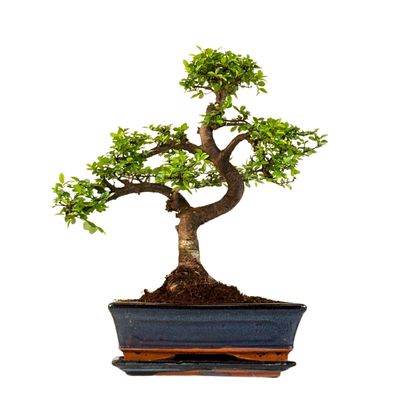Ulmus Parvifolia bonsai (Chinese elm) P25 S
