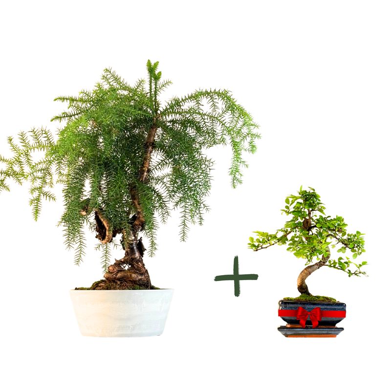 Araucaria Cunninghamii P25 + Zelkova P15 S jako prezent Araucaria Cunninghamii P25 + Zelkova P15 S jako prezent