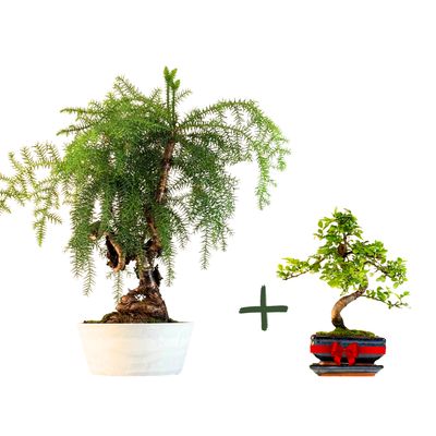 Araucaria Cunninghamii P25 + Zelkova P15 S jako prezent