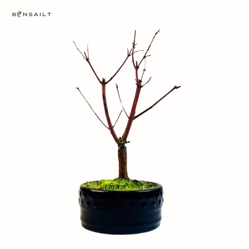 Klon Deshojo Bonsai- Acer Baum P12