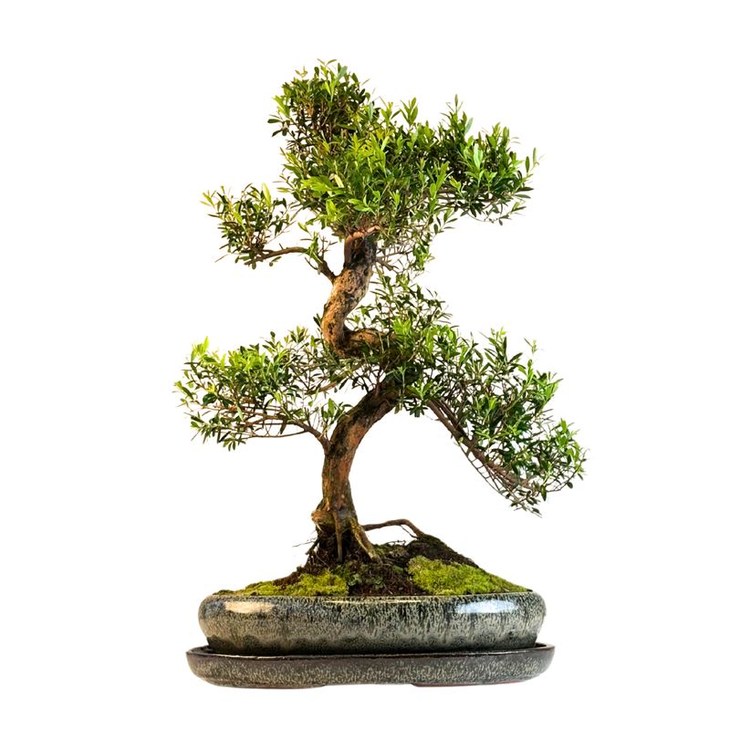 Syzygium bonsai P40